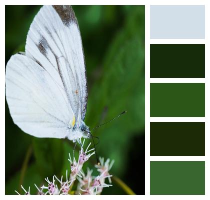 Insect Flower Background Moth Image